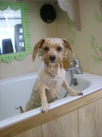 /album/quelques-photos-/toilettage-chien-roulotte-juin-004-jpg/